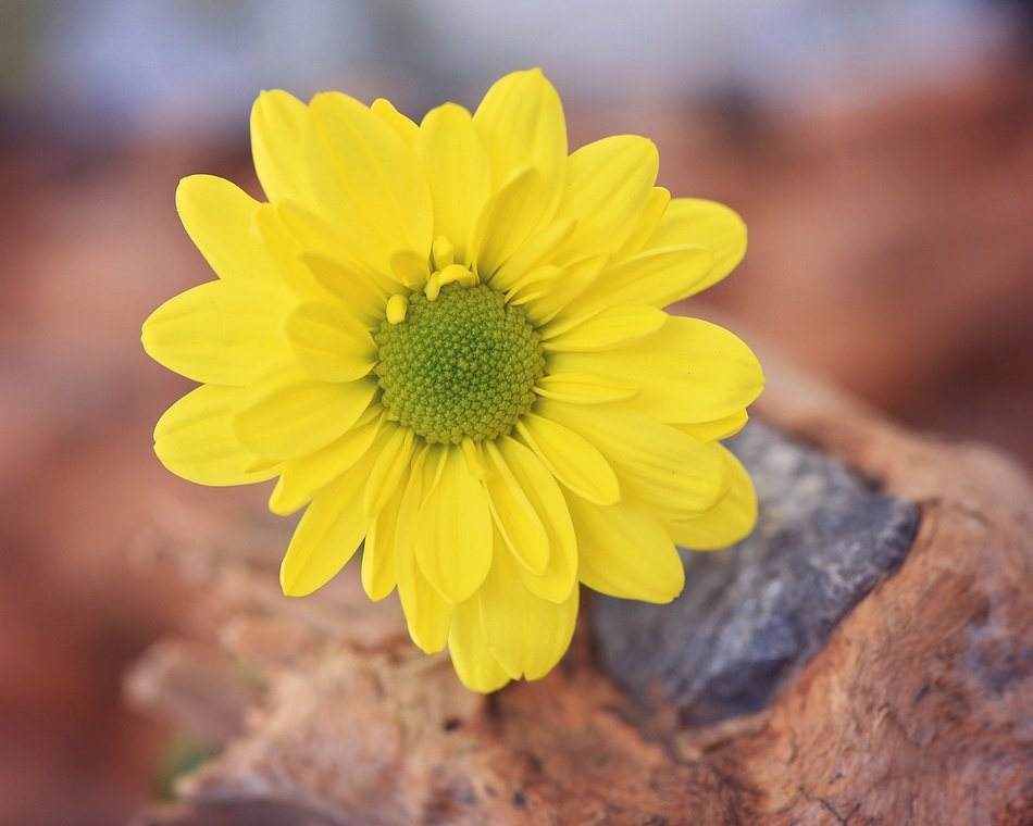 yellow tree daisy