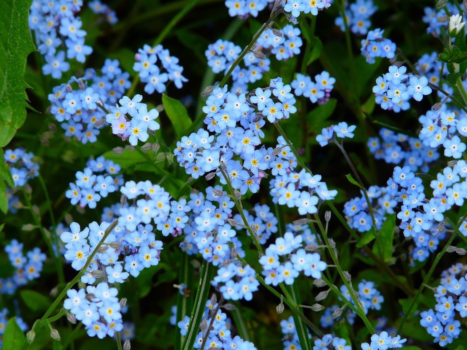 blue forget-me is wild flowers in the meadow