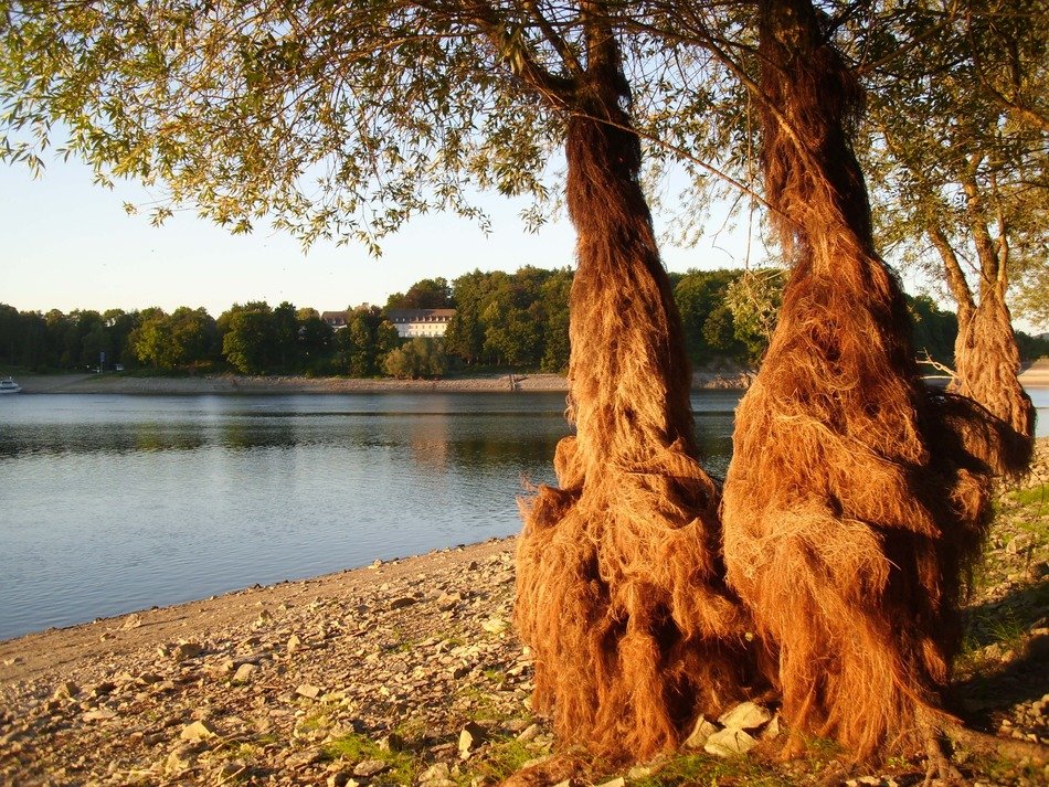 bart trees on the shore