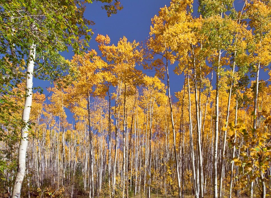 golden and green birch trees in the forest