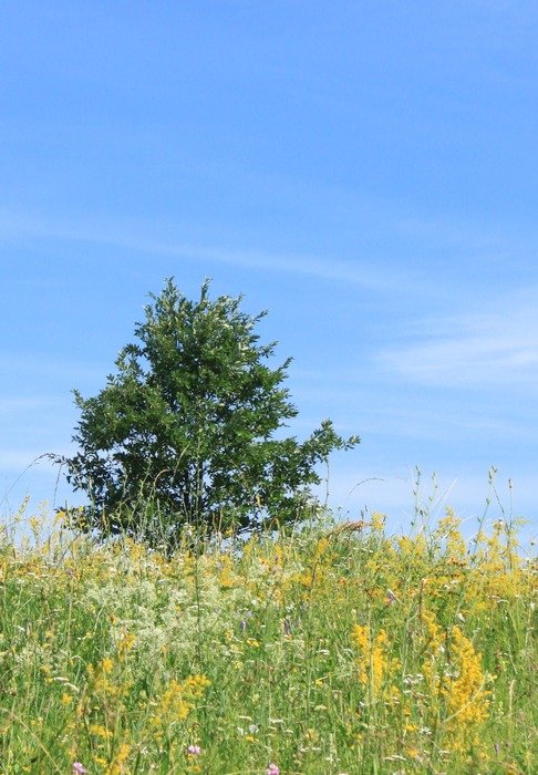 green tree and blooming wild meadow