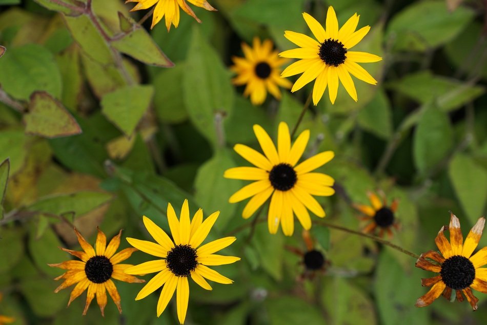 closeup picture of Yellow flowers in green leaves