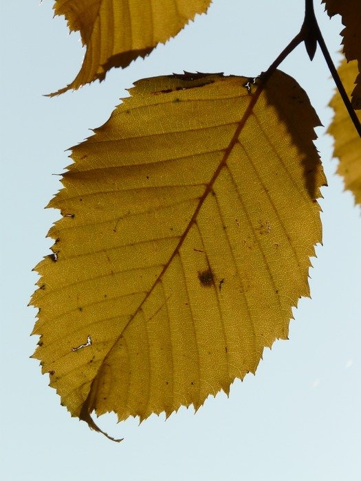 autumn leaves hornbeam against the sky