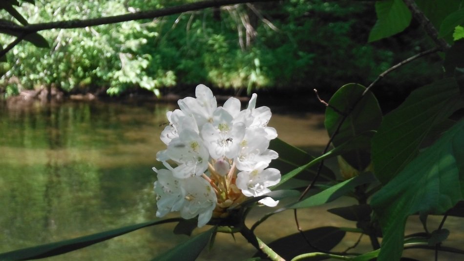 white flowering of the bay leaf closeup