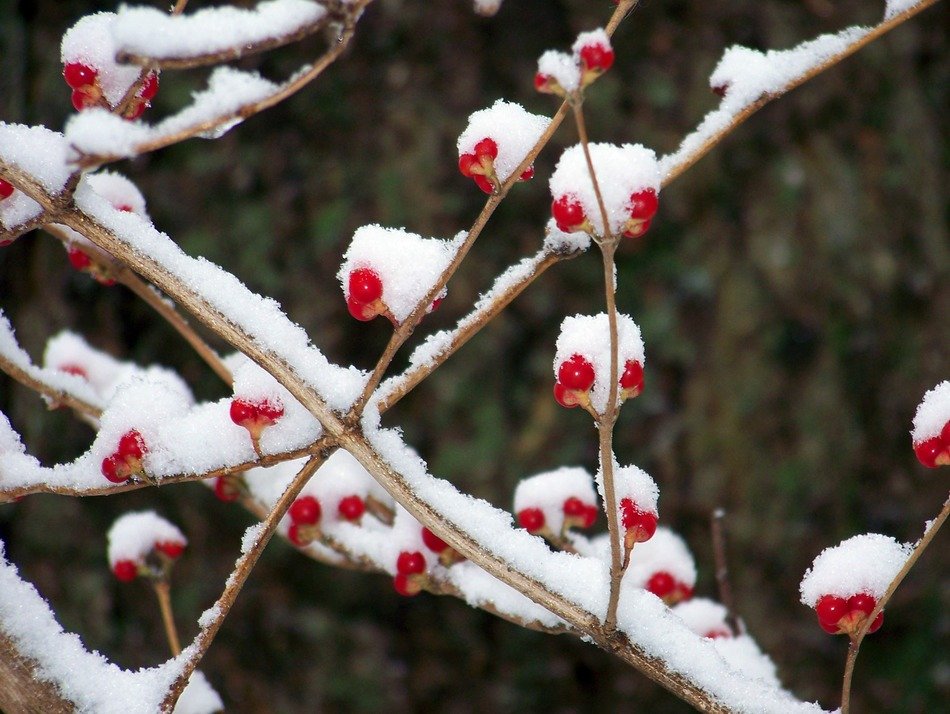 red berries on a tree in the snow close-up on blurred background