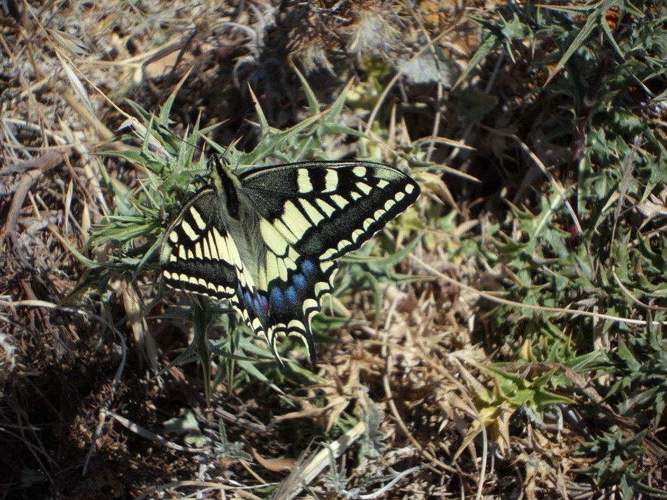 Yellow and blue butterfly on the grass