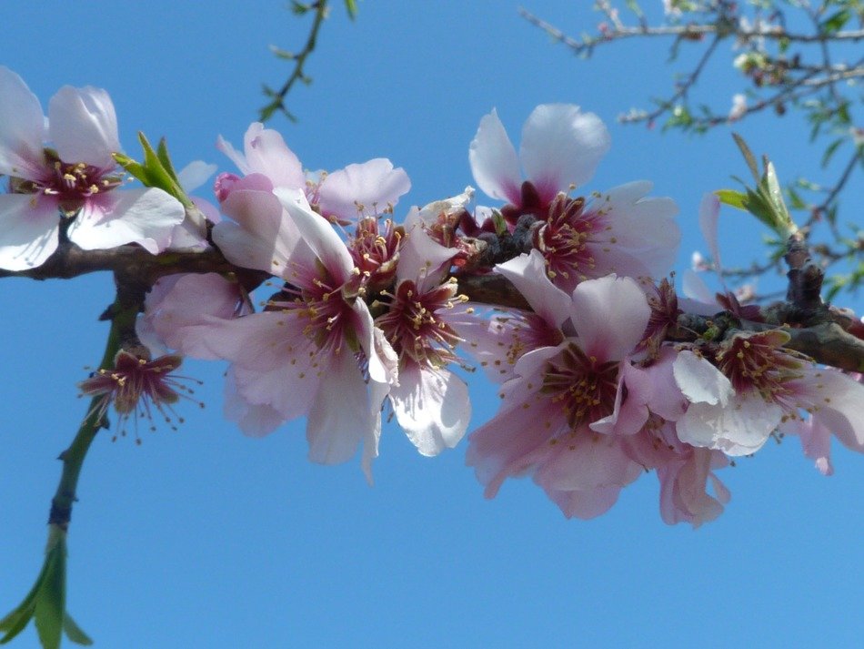 almond flower on a branch