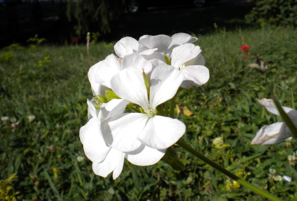 white geranium flower in the garden