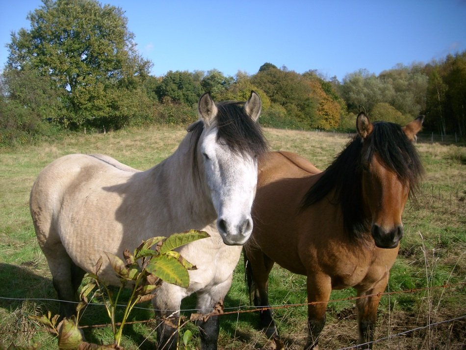 two horses in a paddock