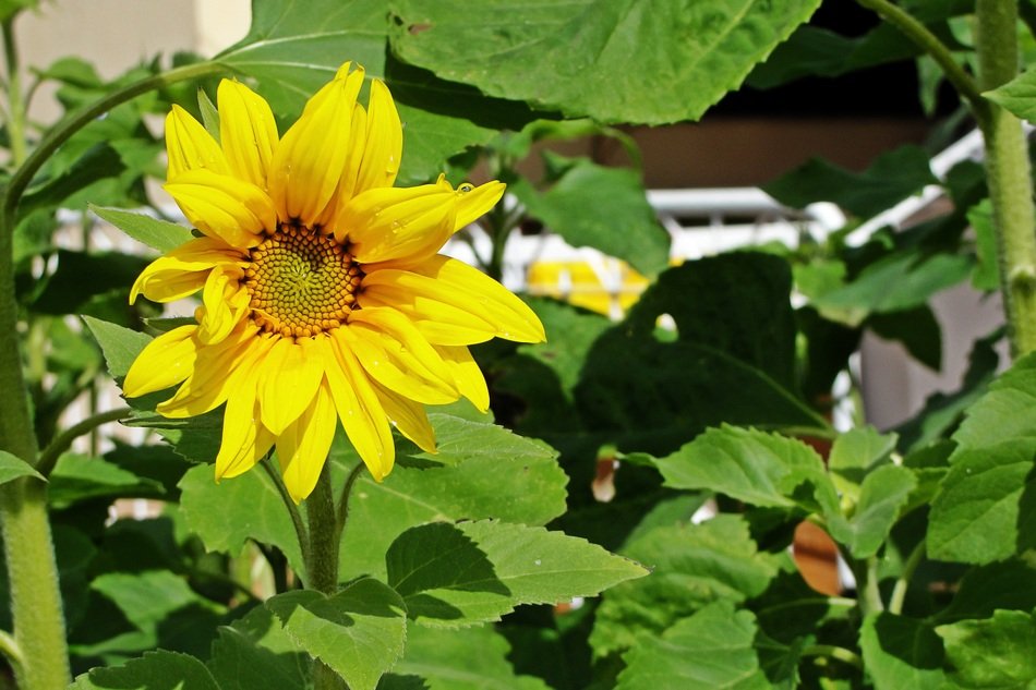 small yellow sunflower in the garden