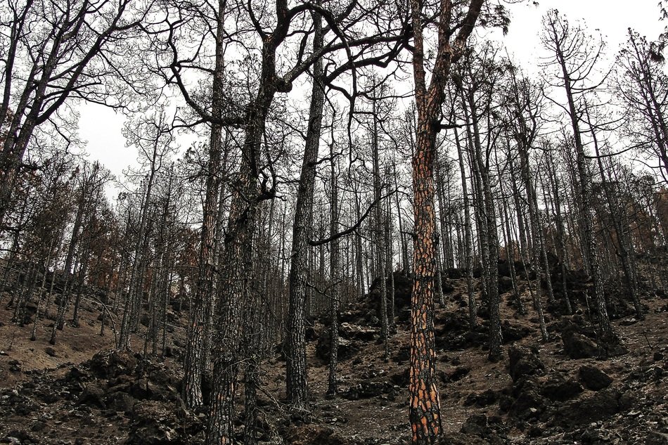beautiful and amazing forest
