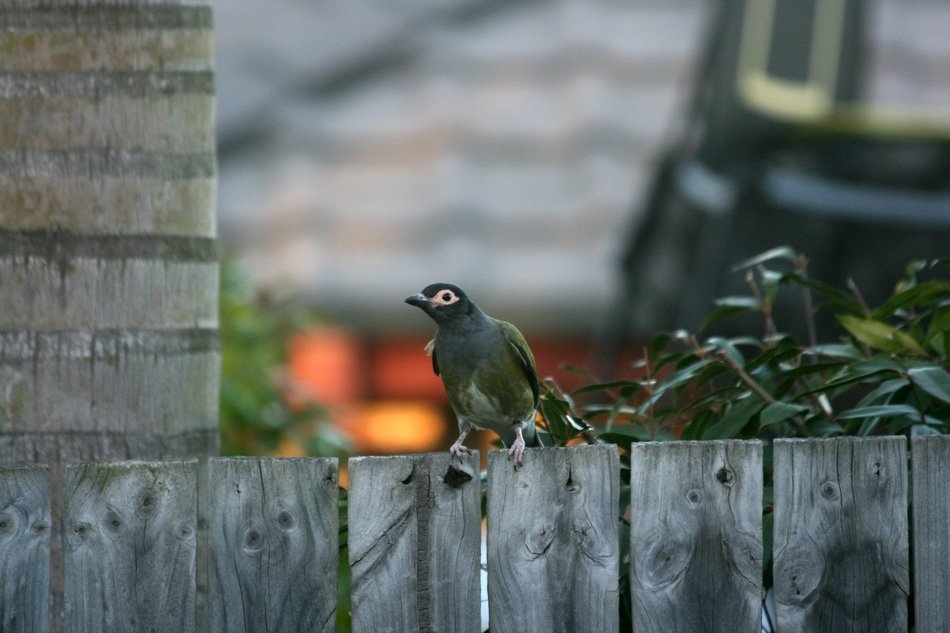 male bird on the fence