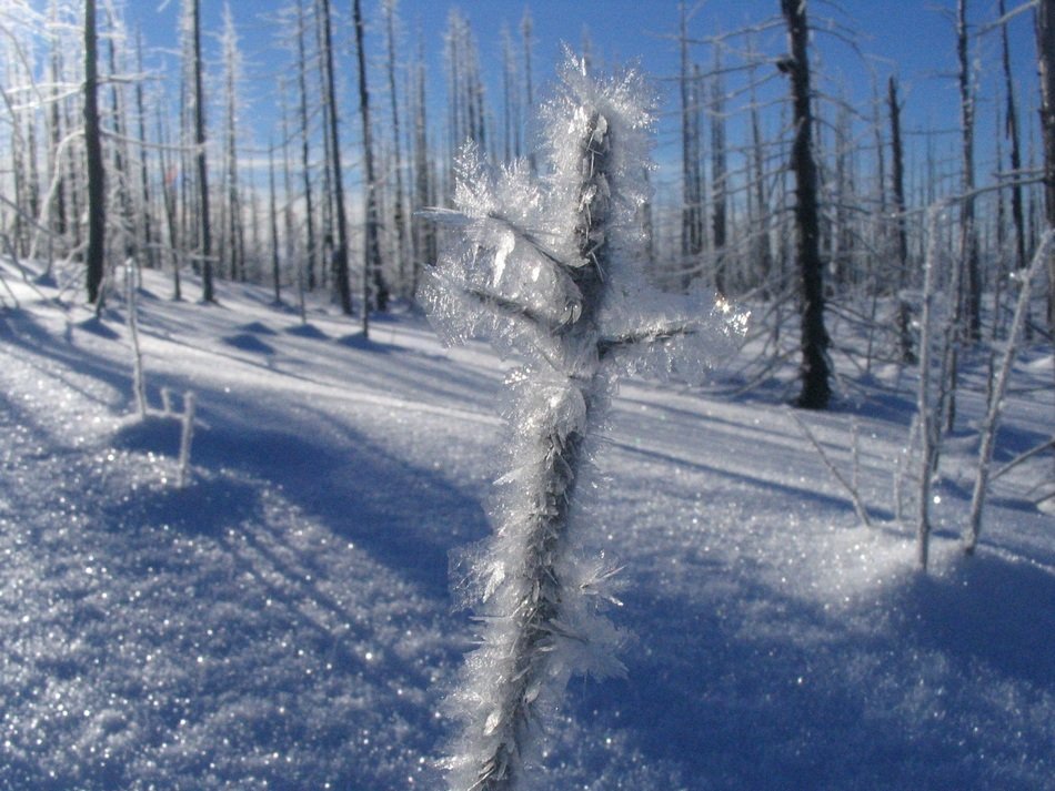 Ice crystals in the forest in winter