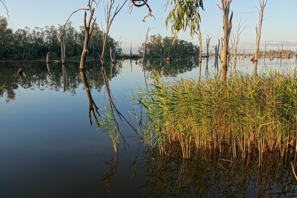peaceful marshy lake