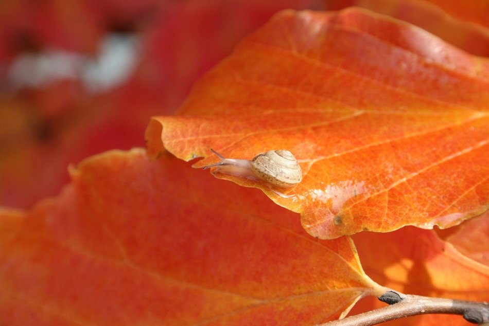 picture of the red leaves and snail