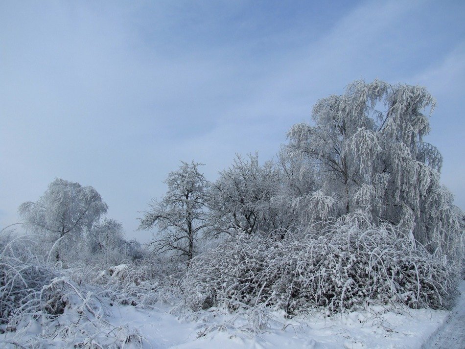 Beautiful snowy trees in the winter