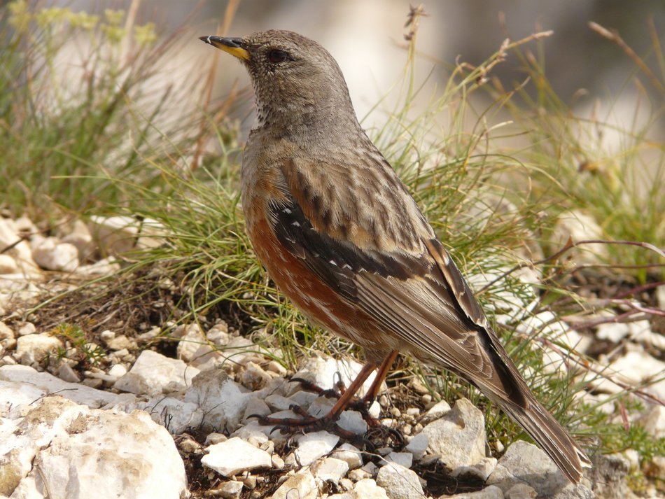 photo of mountain bird in nature