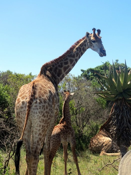 Beautiful,colorful and cute giraffes in Africa