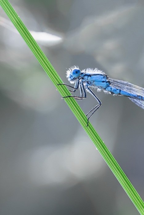 dragonfly macro picture