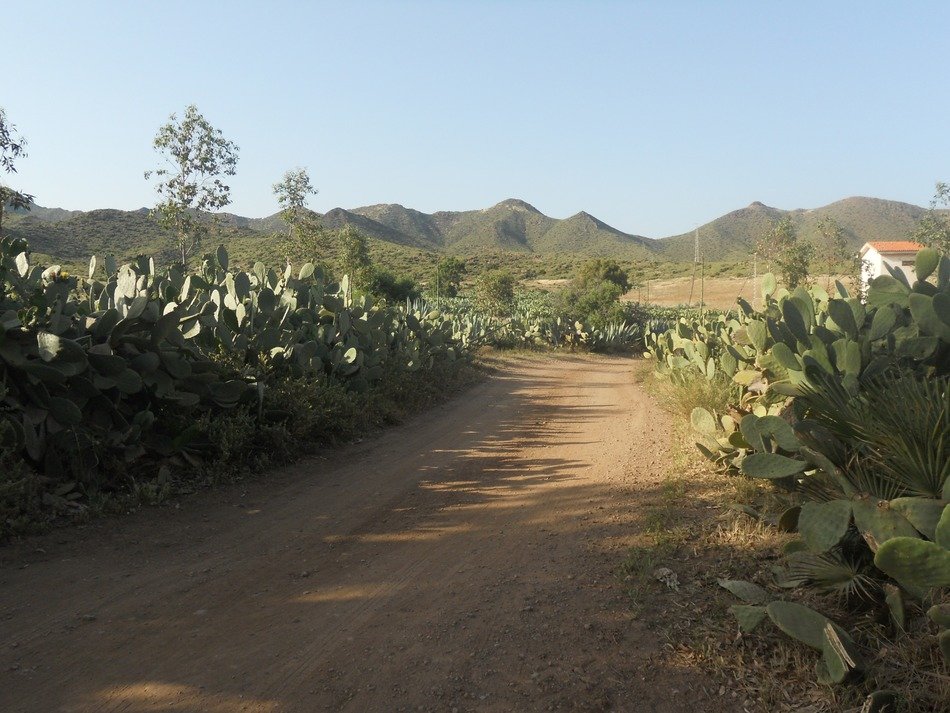 Road to the mountains through the cacti in Almeria