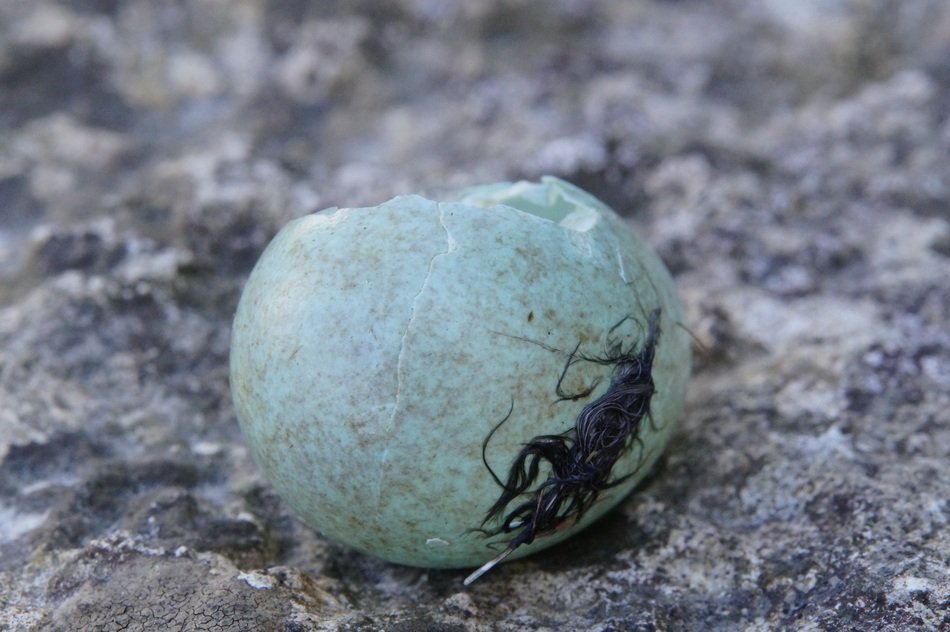 blackbird egg hatched