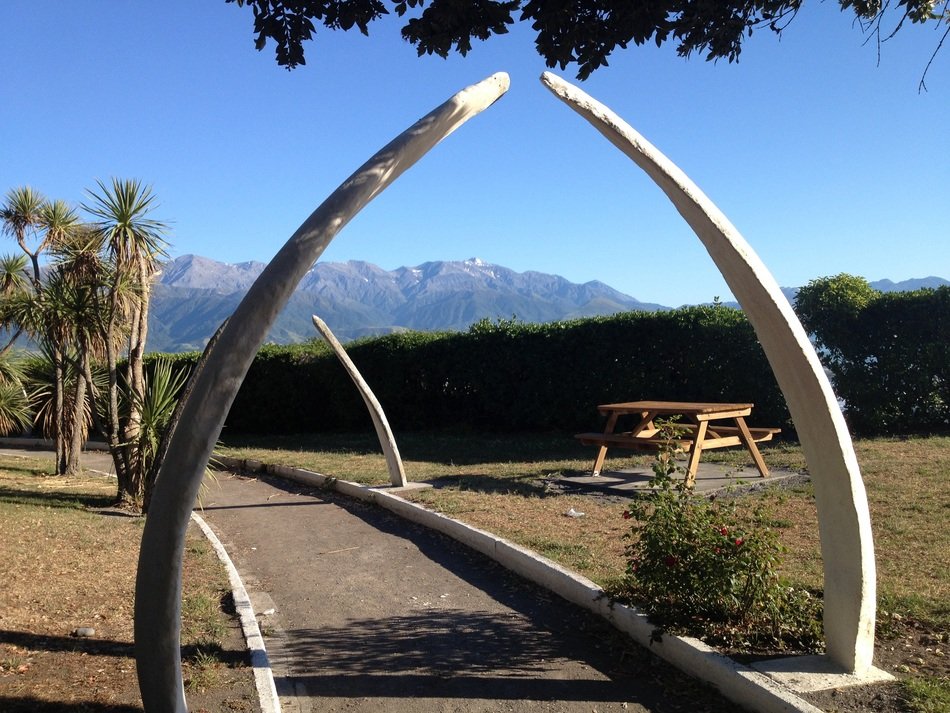 park whale bones in new zealand