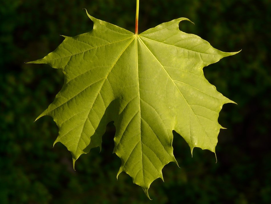 maple leaf on blurred background