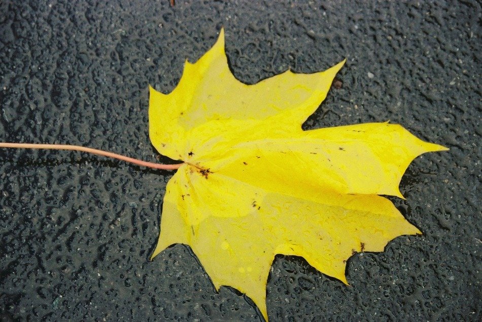 one yellow autumn leaf