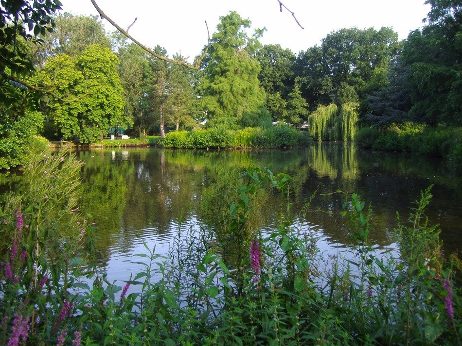 beautiful pond in the middle of the forest