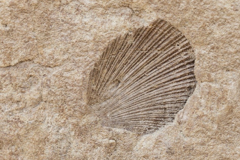ancient shell in the stone