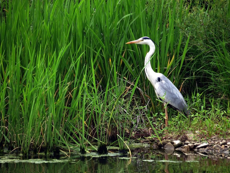 hern bird in nature