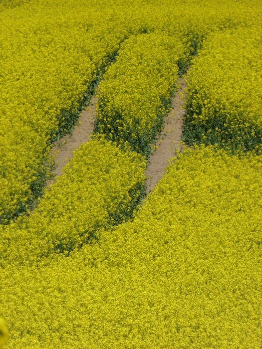 Rape field view from above