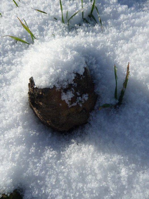 snowy stone and grass in winter