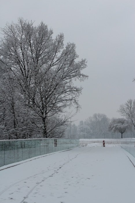 winter away white snow trees