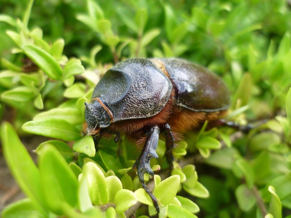 female rhinoceros beetle, Oryctes nasicornis, on green plant
