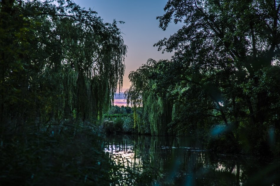 weeping willow by tho pond in the evening