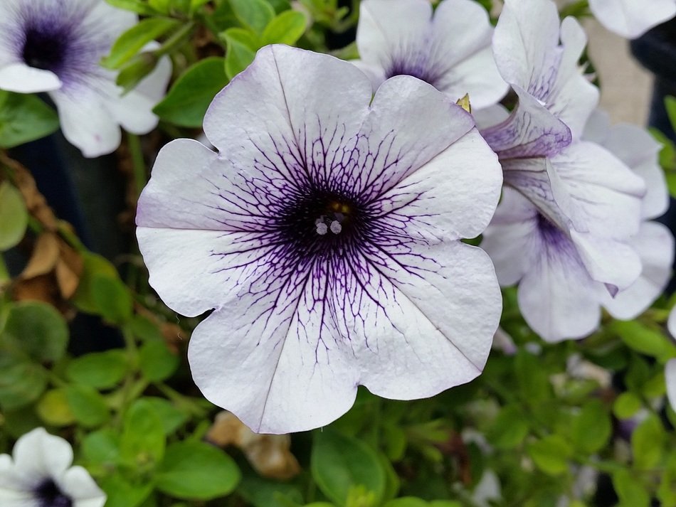 extraordinarily beautiful petunia