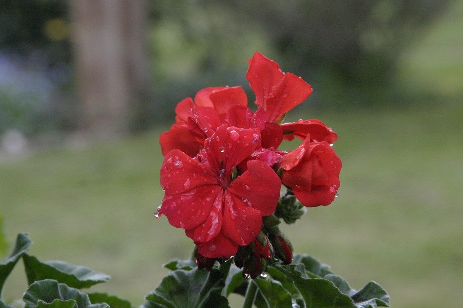 plant with red flowers in the rain