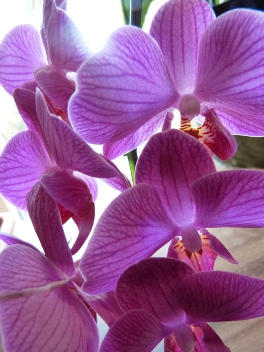 bright purple orchids close-up