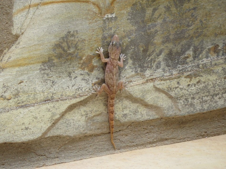 terrific reptile tarentola
