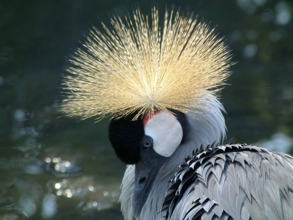 crowned crane in the national park of Africa