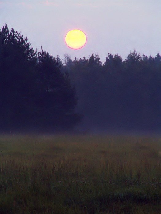 rising round sun over a foggy forest