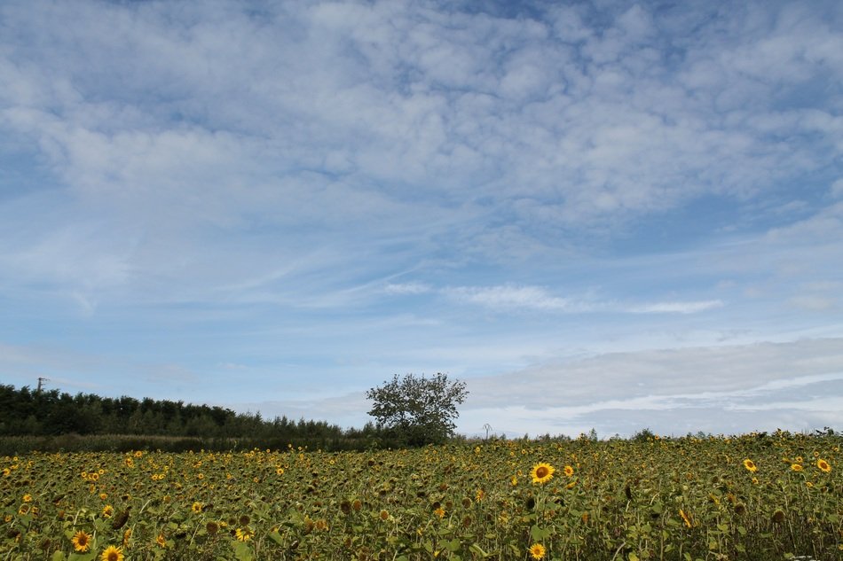 Landscape with the trees and flower field