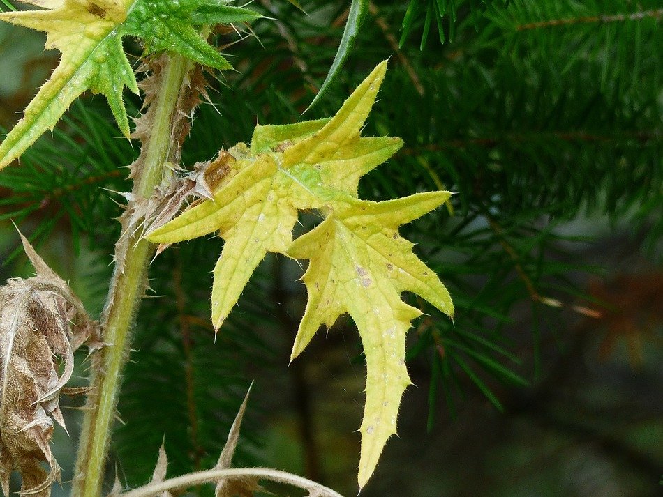 Yellow leaves of a thistle on a stalk