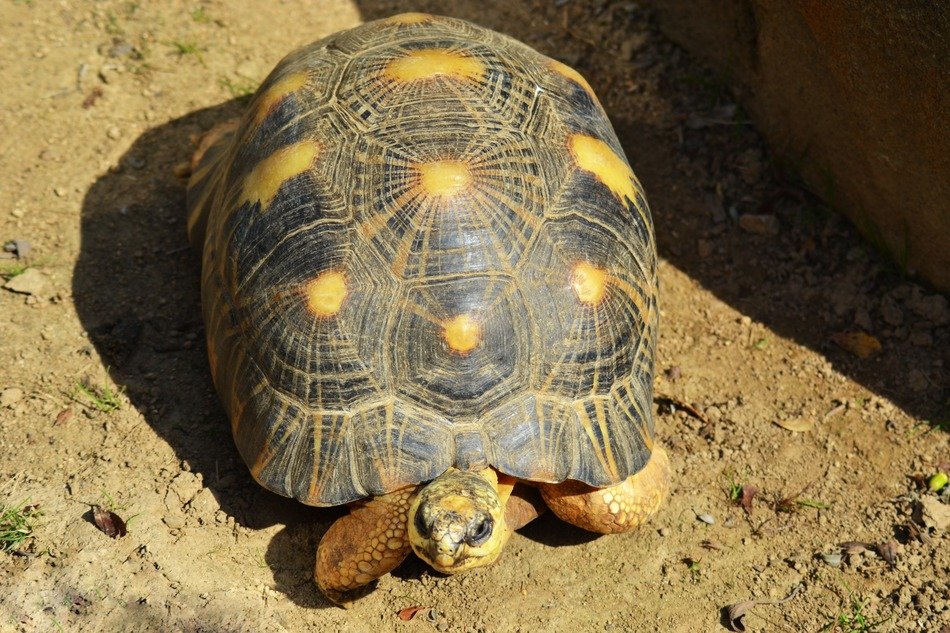 yellow footed tortoise