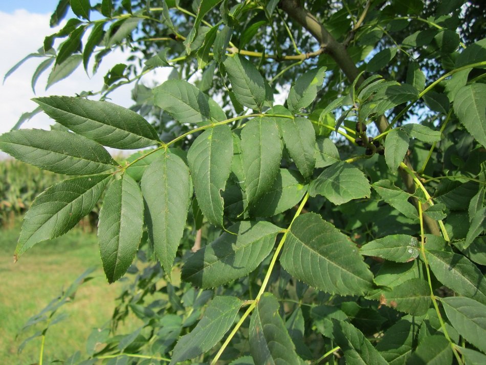 fraxinus excelsior close-up