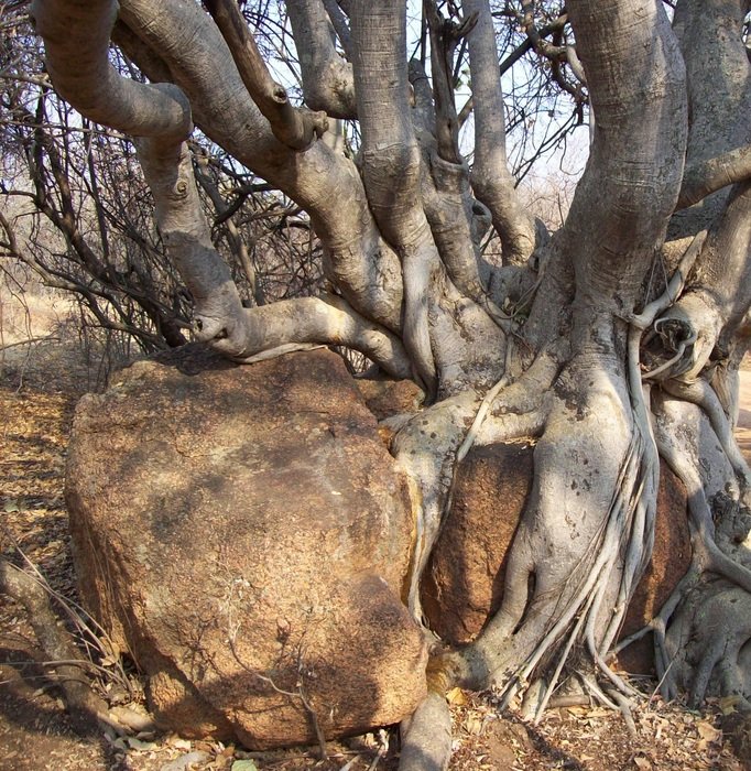 stone and old tree
