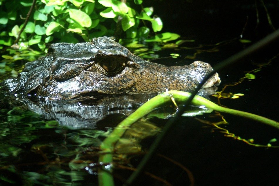 Cayman in water