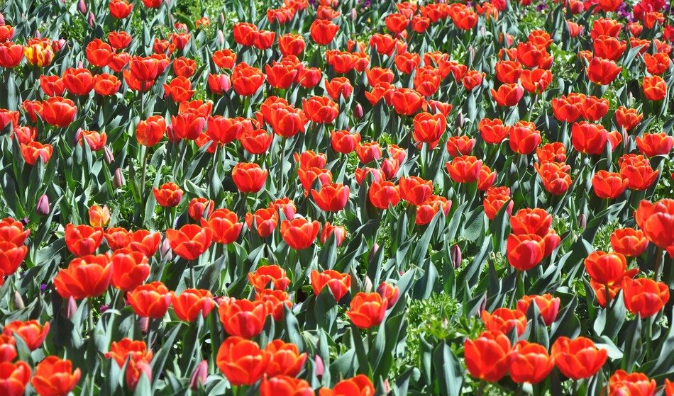 red tulip flower field landscape