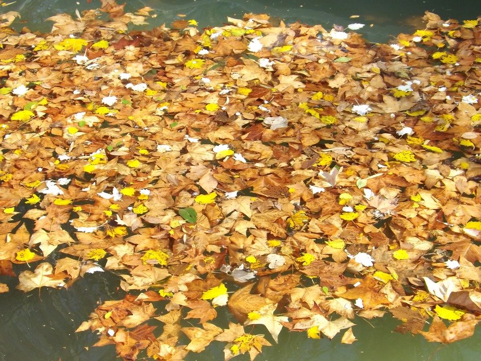 autumn maple leaves in the water